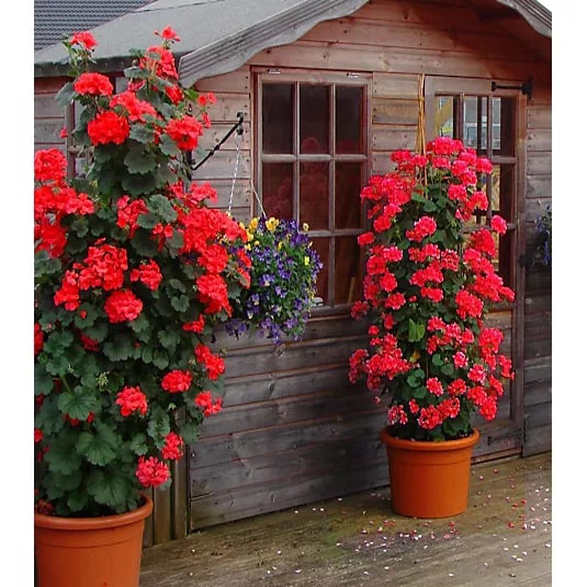 Red Climbing Geranium Flower Seeds for Planting  Heirloom, Non-GMO, High Germination Organic Garden Seeds