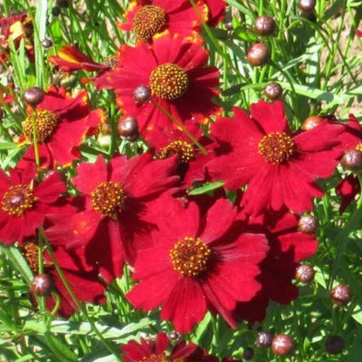 Red Tall Plains Coreopsis Planting Non Gmo Store Heirloom Flower Seeds Home Garden