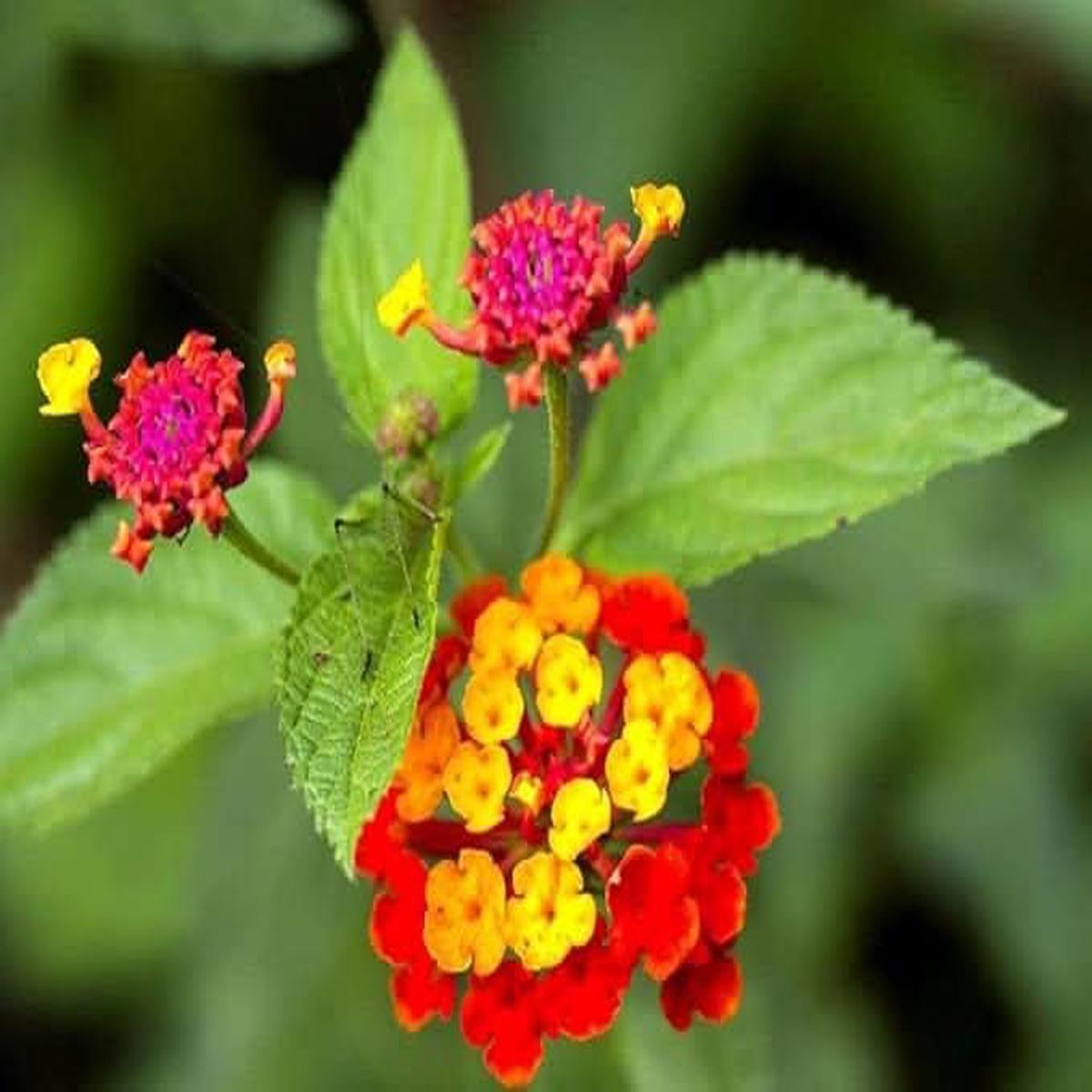 Regenbogen Multicolor Lantana Flower Seeds