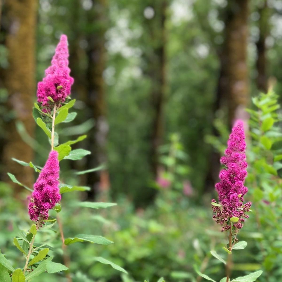 Spiraea Douglasii Flower Seeds for Planting Heirloom, Non-GMO, Easy to Grow, Perennial