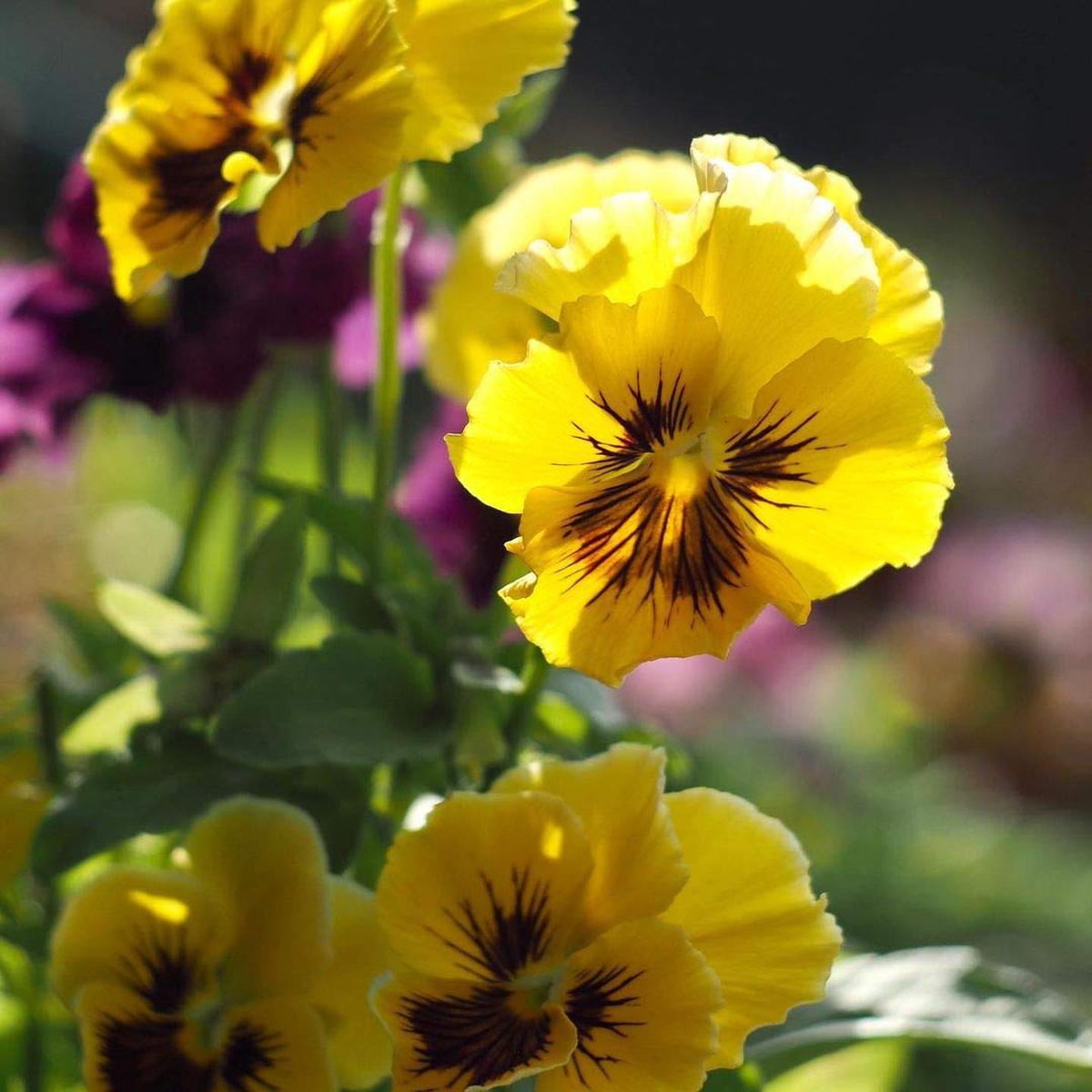 Tiger Eye Flower seeds for Planting Cottage Garden Essential Heirloom & GMO Free Seeds for Home Garden Sale
