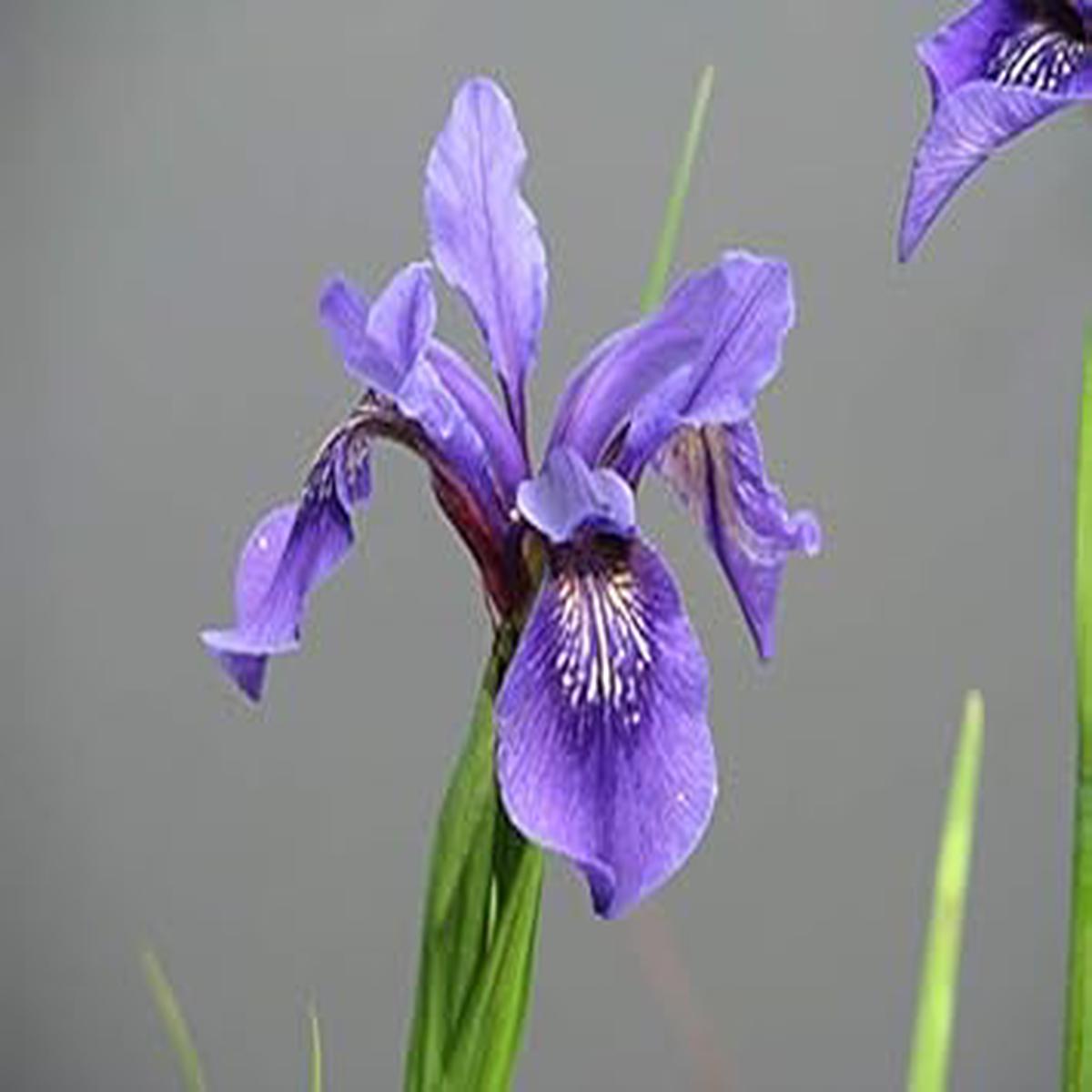 Violet Bulleyana Flower seeds for Planting - Wildflower Mix, Heirloom & GMO Free Seeds for Home Garden