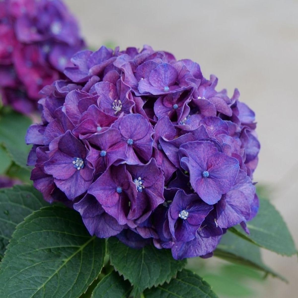 Violet Heirloom Hydrangea Flower Non Gmo Garden Blooms Planting Flower Seeds Home Garden