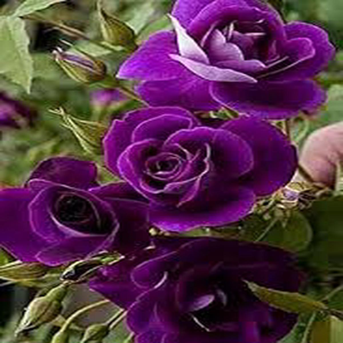Violet Rare Rose Flower Seeds for Planting Heirloom, Non-GMO, Long Bloom Season, High Germination