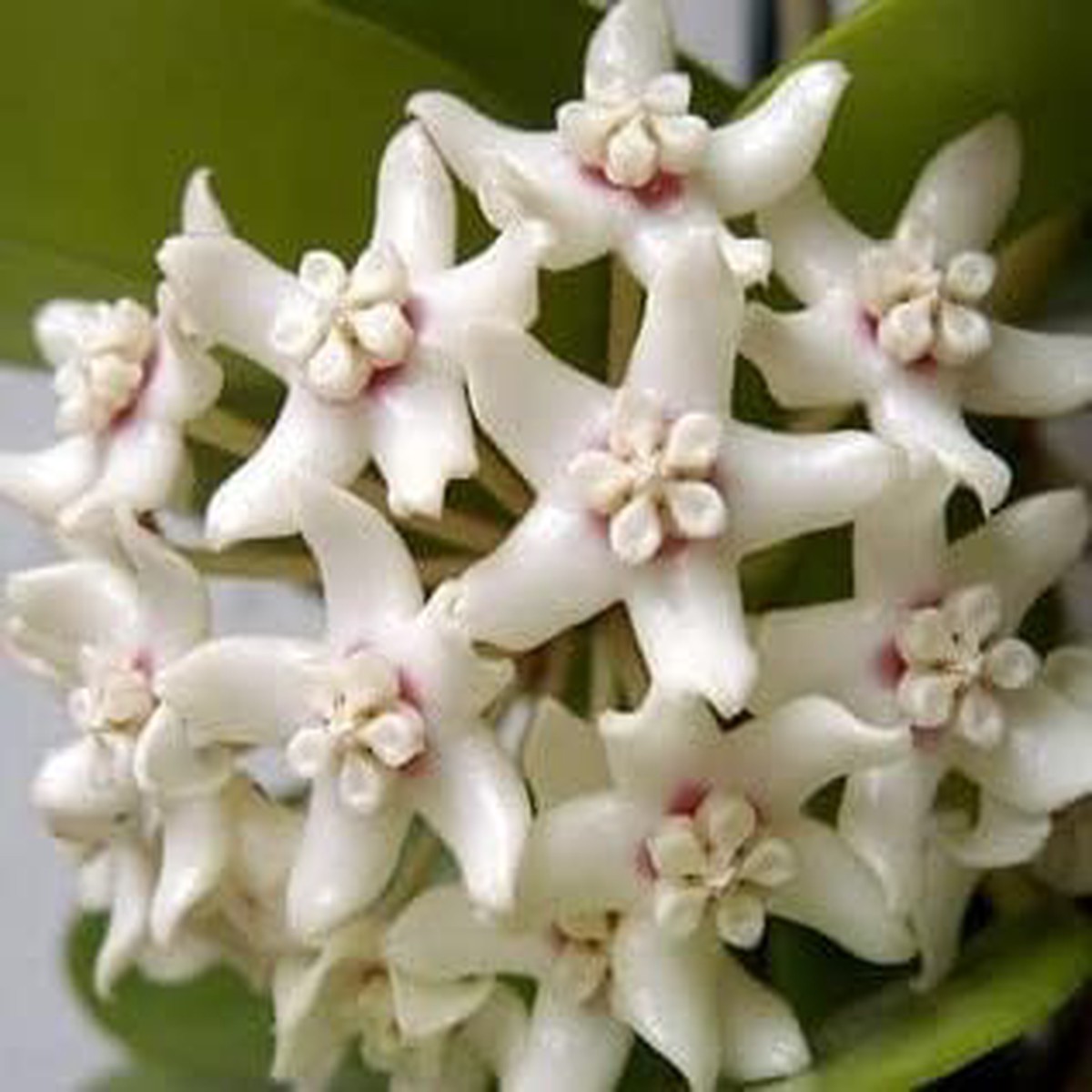 White Hoya Seeds for Planting  Organic, Heirloom, Non-GMO Flower Seeds