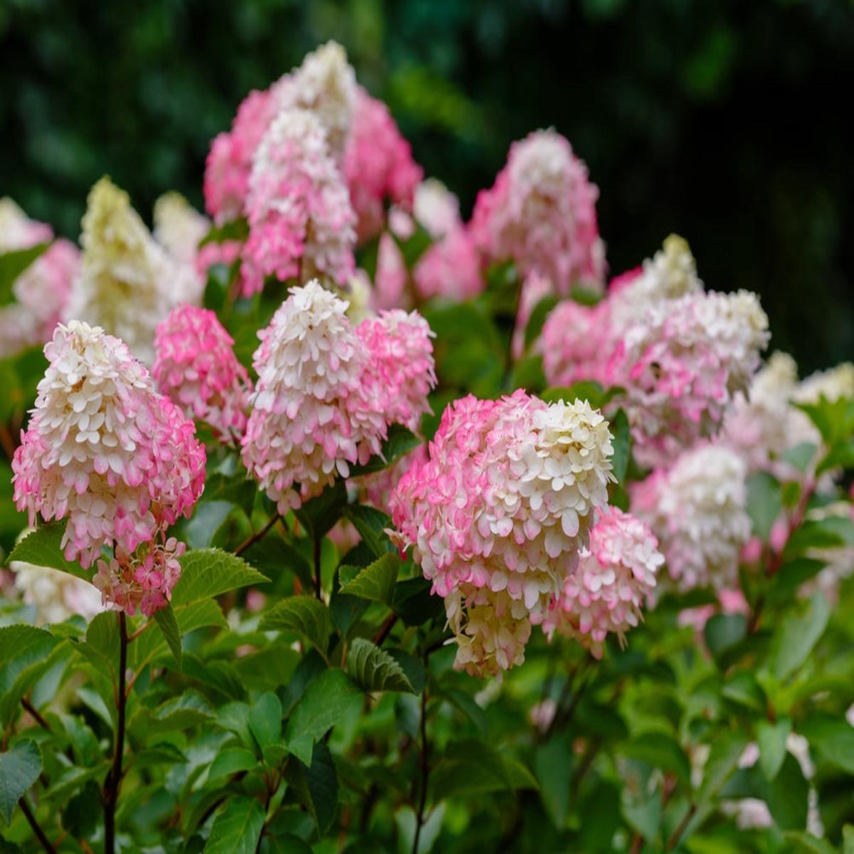 White Pink Hydrangea Seeds Flower Seeds for Planting  Heirloom Non-GMO, High Germination Organic Garden Seeds