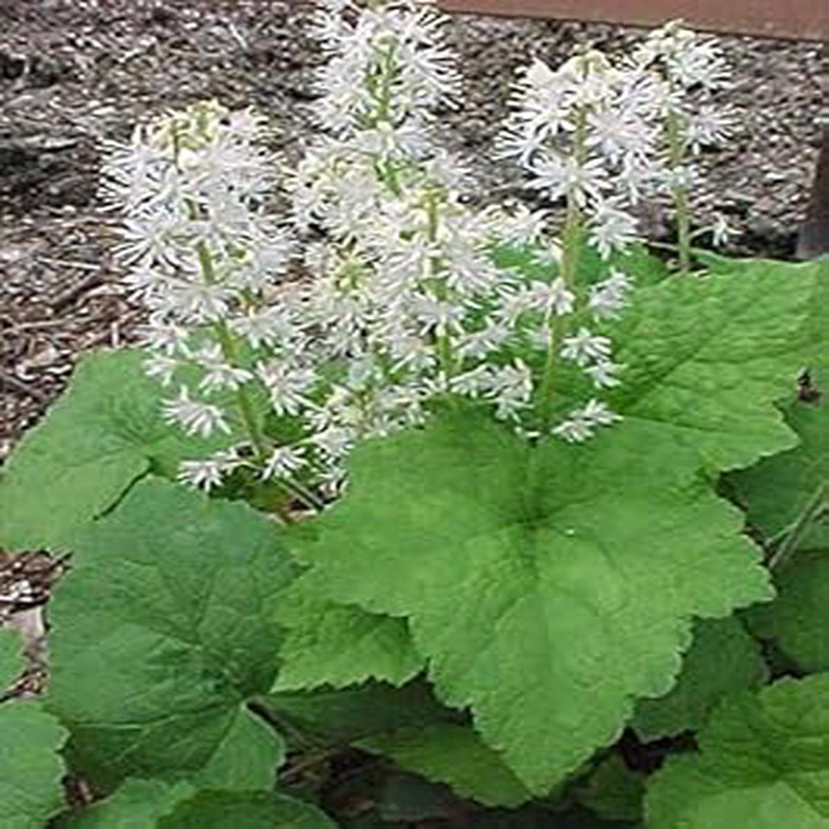 White Tiarella Wherryi Flower seeds for Planting - Low Maintenance, Heirloom & GMO Free Seeds for Home Garden