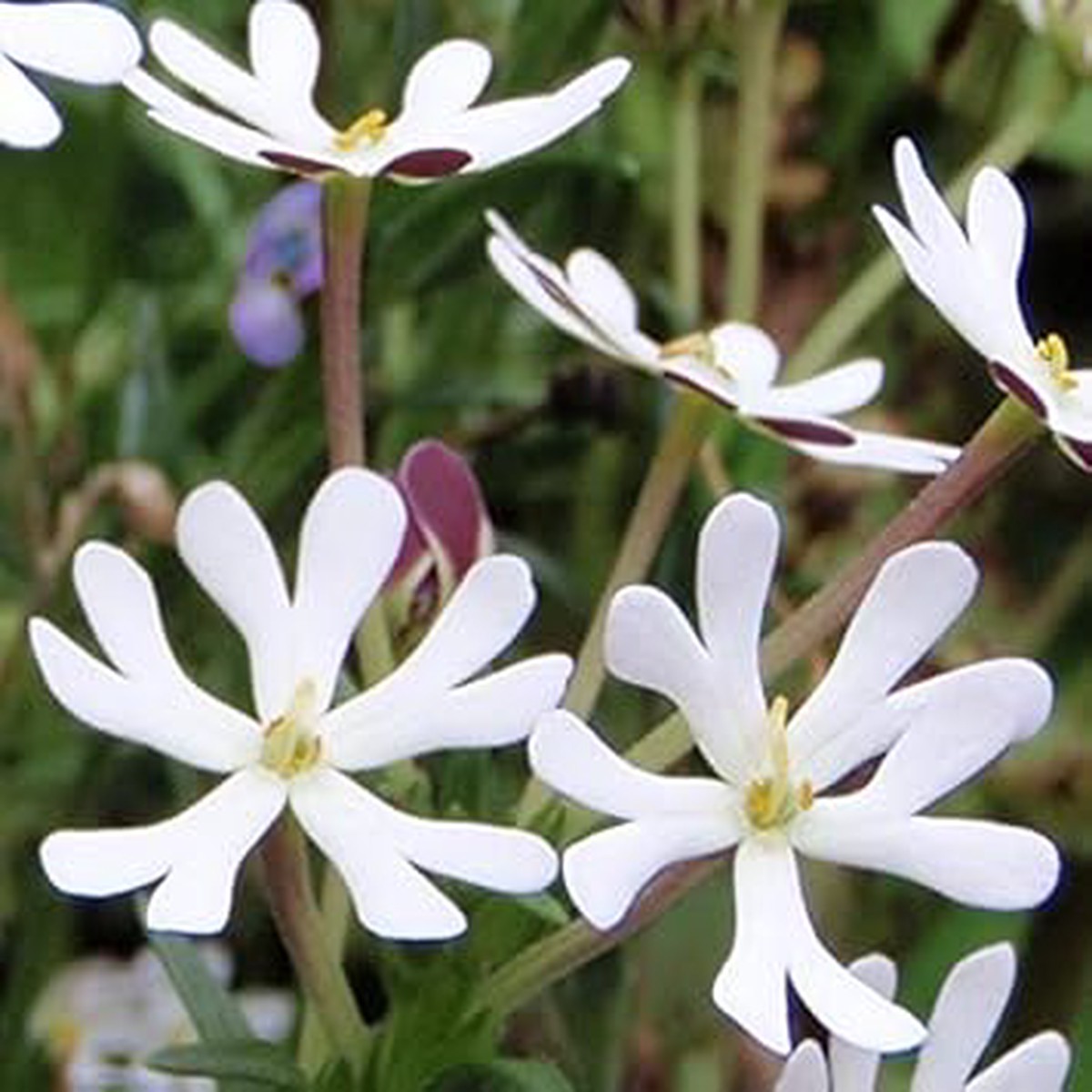 White Zaluzianskya Flower seeds for Planting - Perfect for Borders, Heirloom & GMO Free Seeds for Home Garden