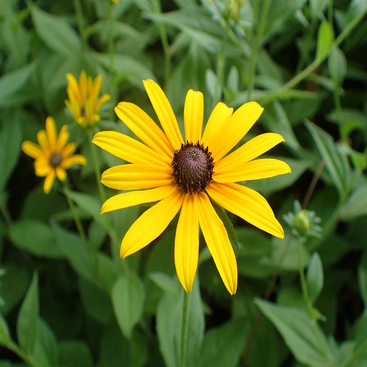 Yellow Black Susan Flower seeds for Planting - Drought Tolerant, Heirloom & GMO Free Seeds for Home Garden