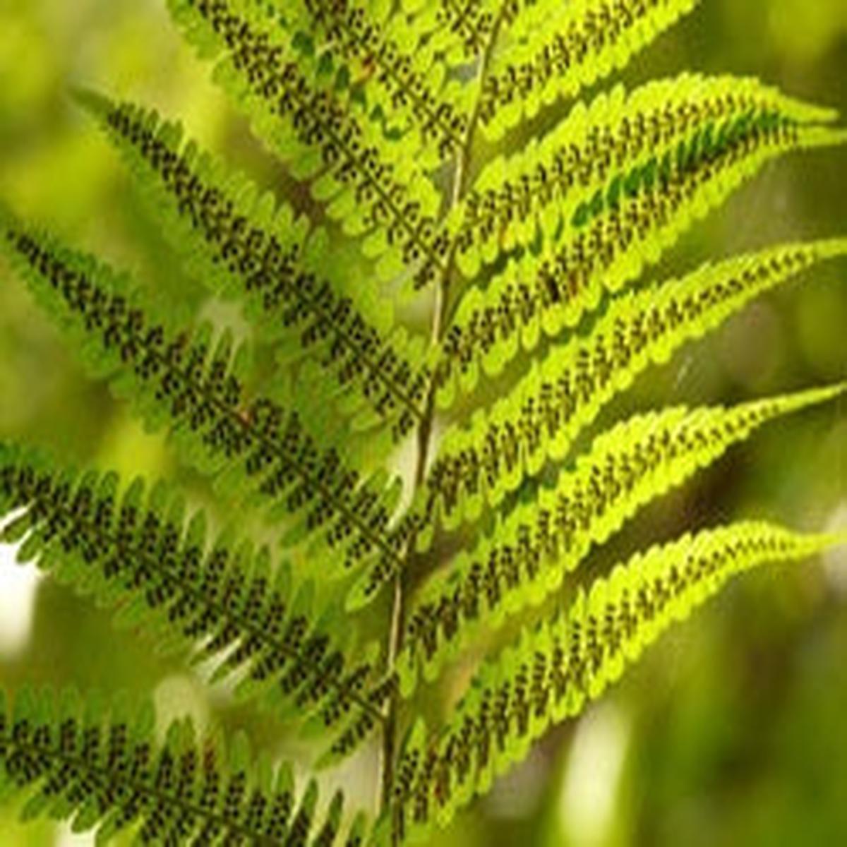 Yellow Green Fern Seeds for Planting Sun Loving Heirloom Non-GMO High Germination Seeds