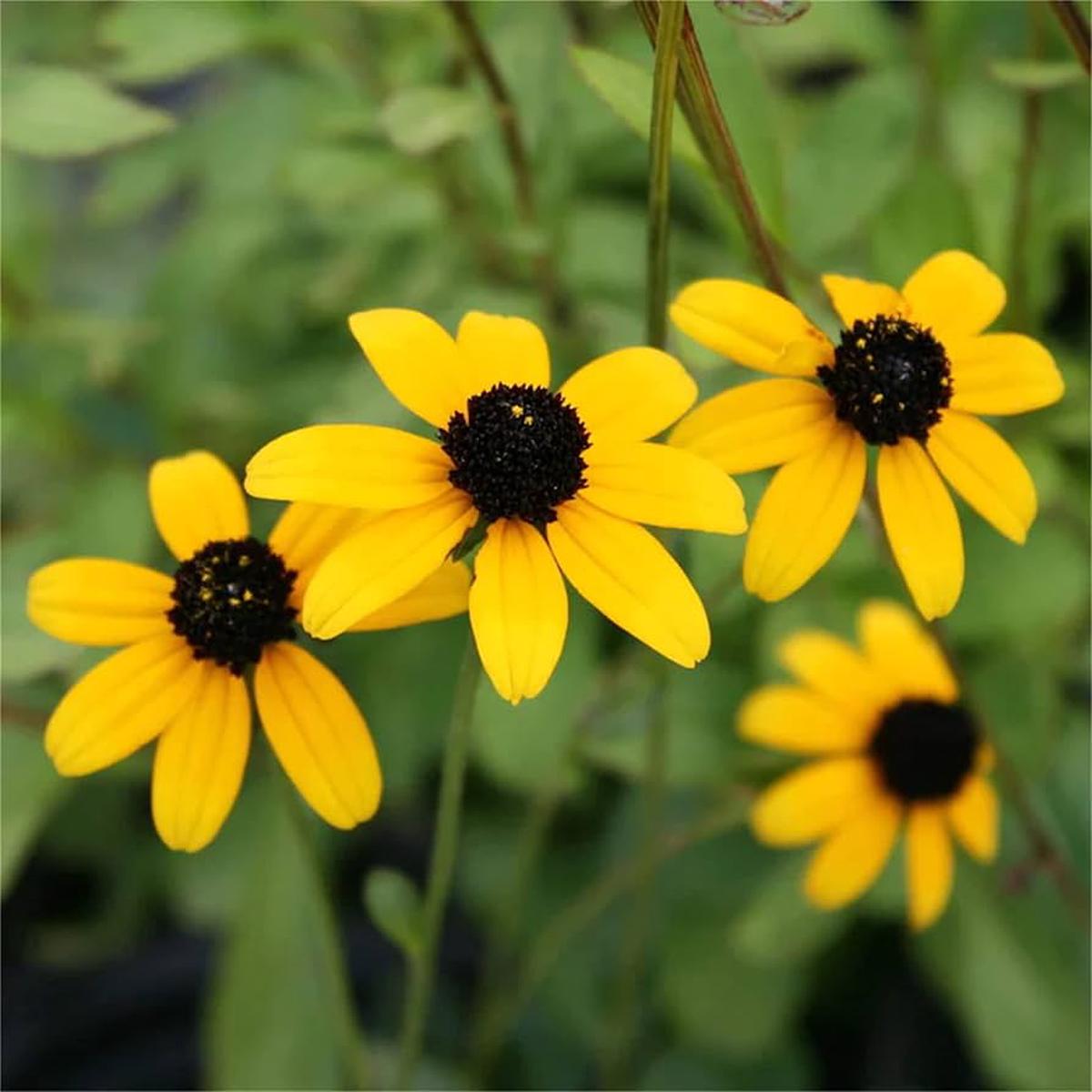 Yellow Rudbeckia Triloba Flower seeds for Planting Hardy Variety Heirloom & GMO Free Seeds for Home Garden Sale
