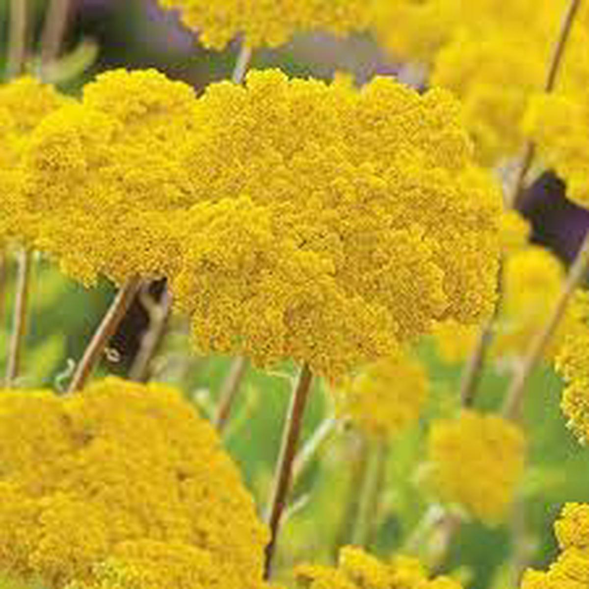 Yellow Yarrow (Achillea millefolium) Flower Seeds for Planting Heirloom, Non-GMO, Drought-Tolerant, Perennial