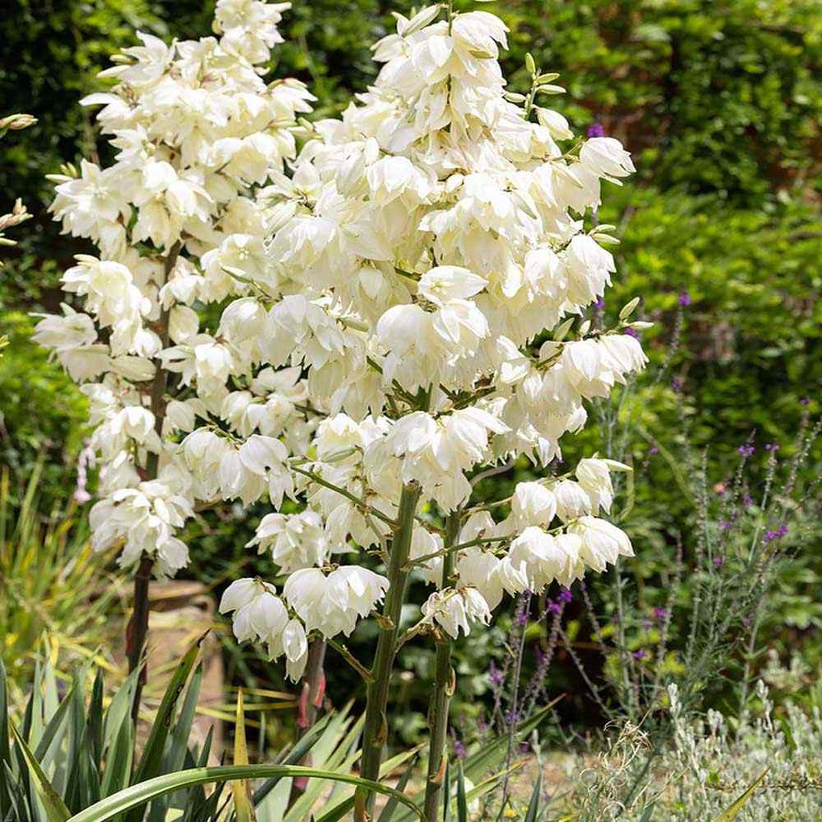 Yucca elata (Soaptree) Flower Seeds for Planting Heirloom, Non-GMO, Drought-Tolerant, Perennial