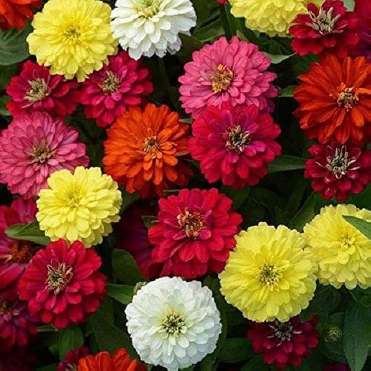 Zinnia Flower Seeds for Planting Heirloom, Non-GMO, Easy to Grow, Annual Garden Blooms