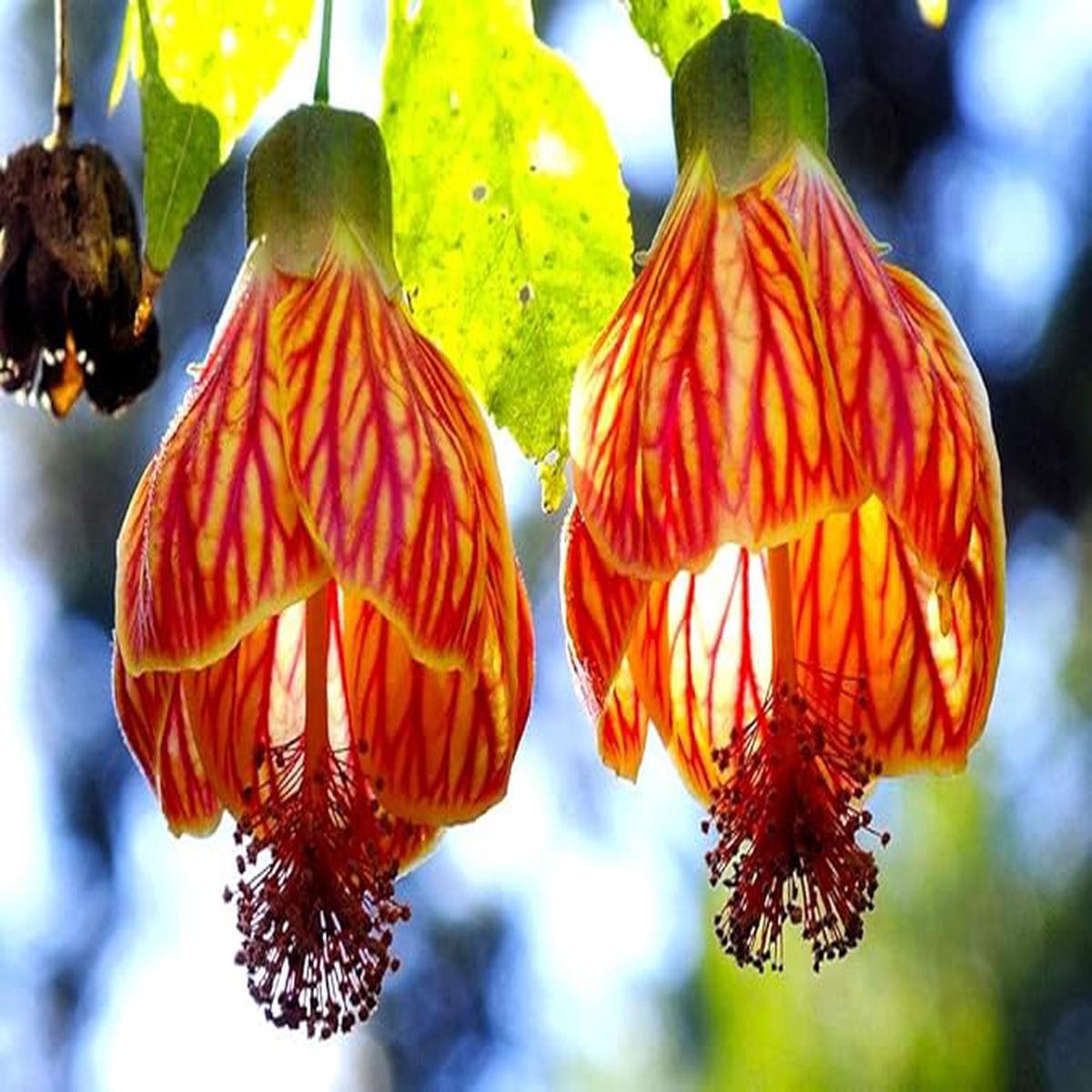 Abutilon Abutilon Hybridum Flower For Planting In Backyard Garden Or Patio Pots Flower Seeds for
