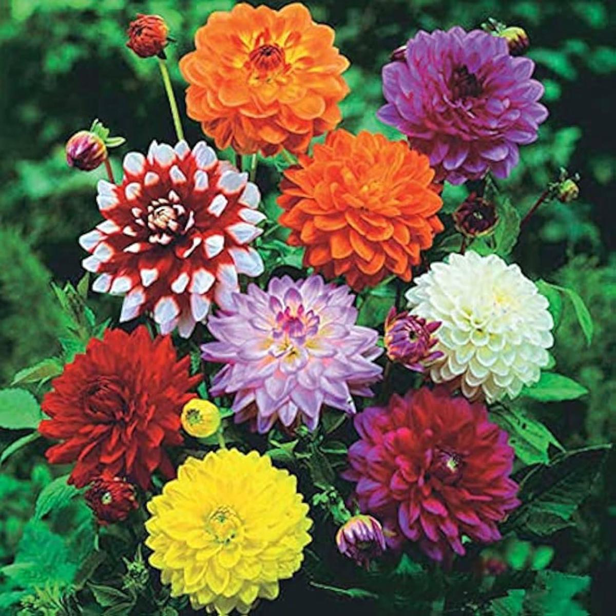 ANNUAL FLOWERS SEED BUNDLE Unique Seed Packets for Annual Flower Gardening Seeds  Heirloom, Non-GMO, High Germination Organic Garden Seeds