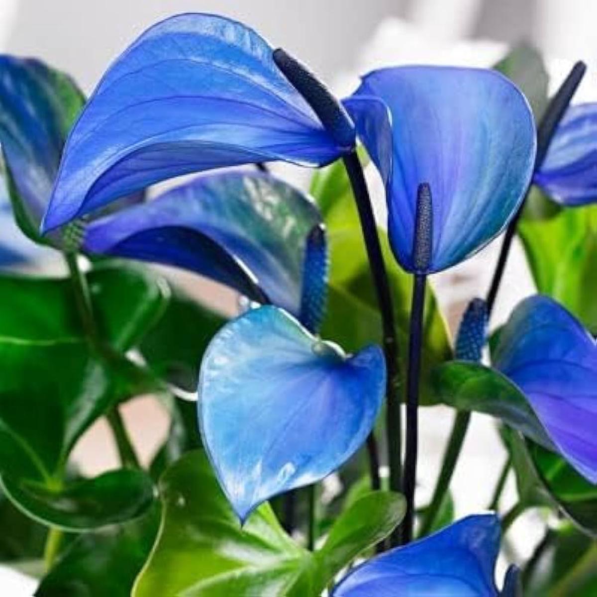Anthurium Perennial Blue Seeds for Planting - Vibrant Blue Blooms