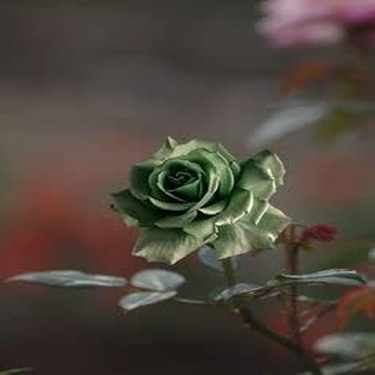 Army Green Rose Flower seeds for Planting Garden Favorite Heirloom & GMO Free Seeds for Home Garden Sale
