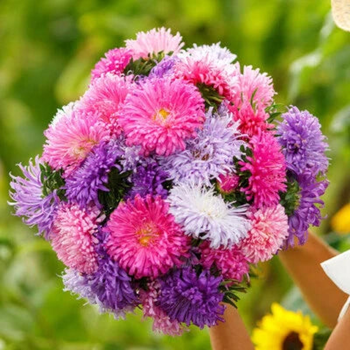 Aster Giants Mixed Colors Huge Blooms Vivid Colors Tall Non Gmo Heirloom Flower Seeds Home