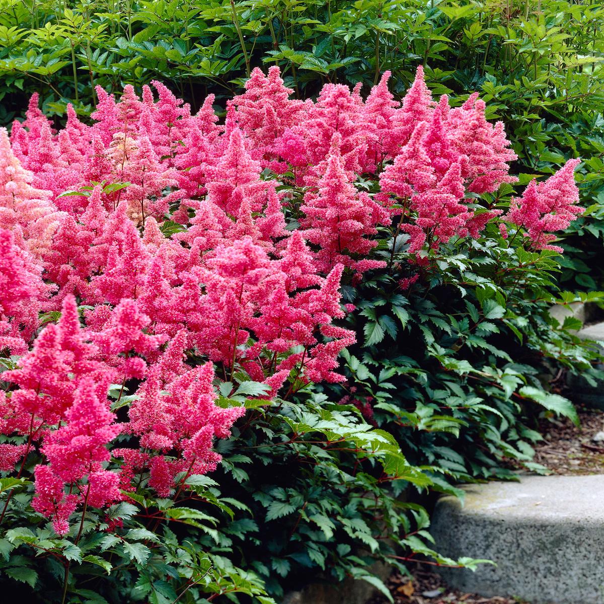 Astilbe Flower Seeds for Planting Heirloom Non-GMO, High Germination Organic Garden Seeds