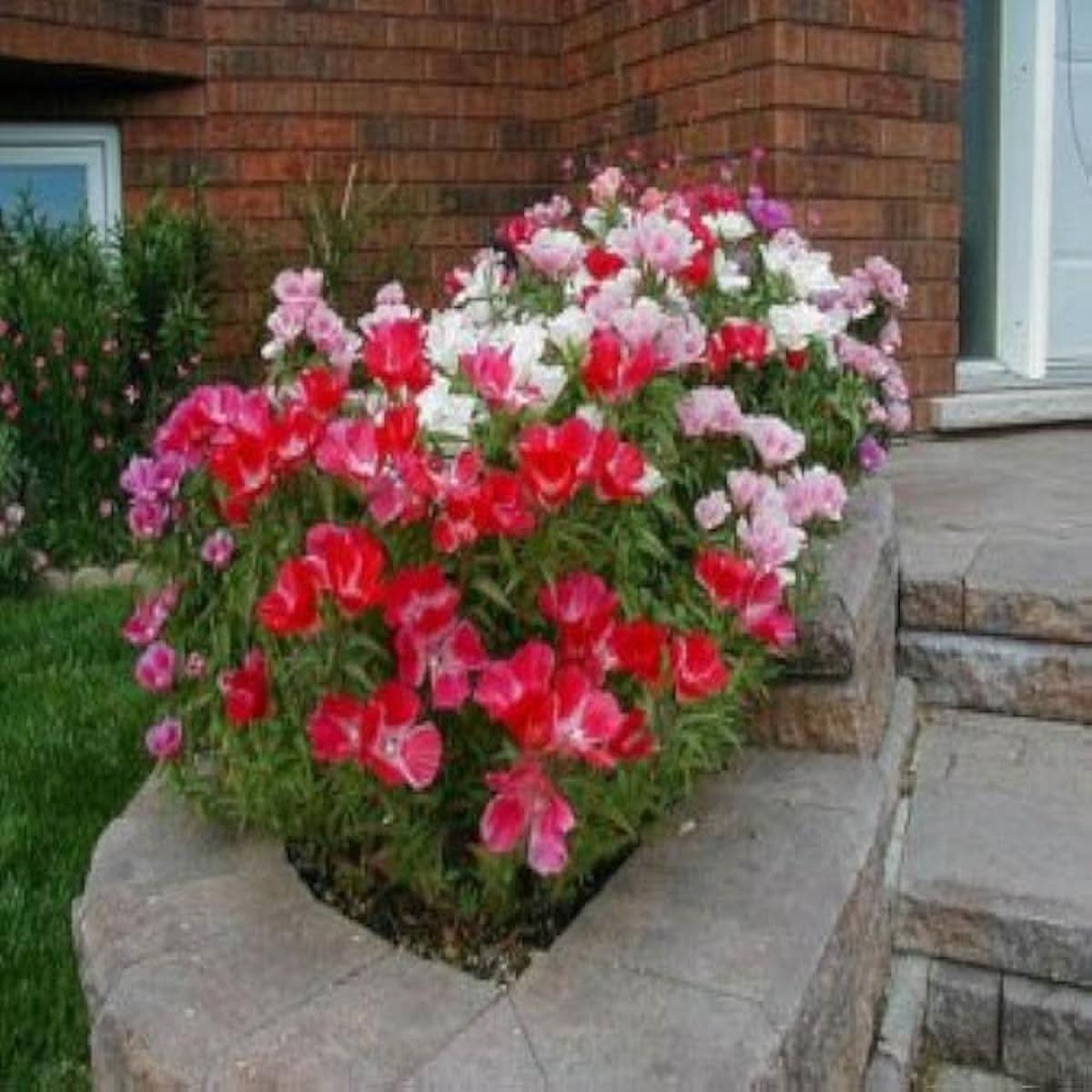Azalea Mixed Variety Flower For Indoor And Garden Planting Flower Seeds for Home Garden Planting,