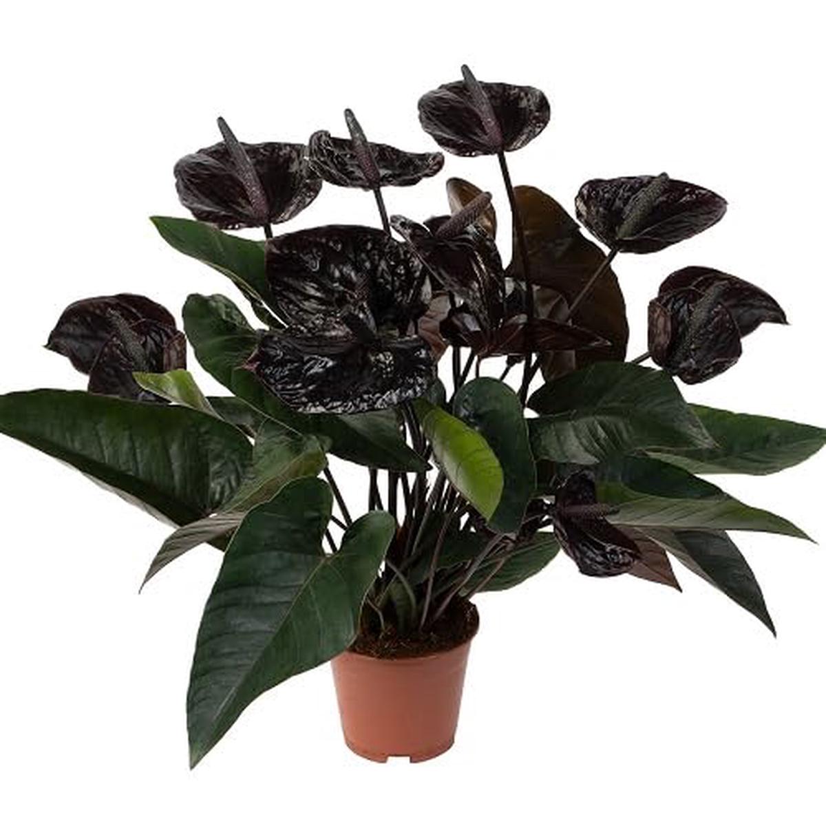 Black Anthurium - Heirloom, Non - Gmo Seeds