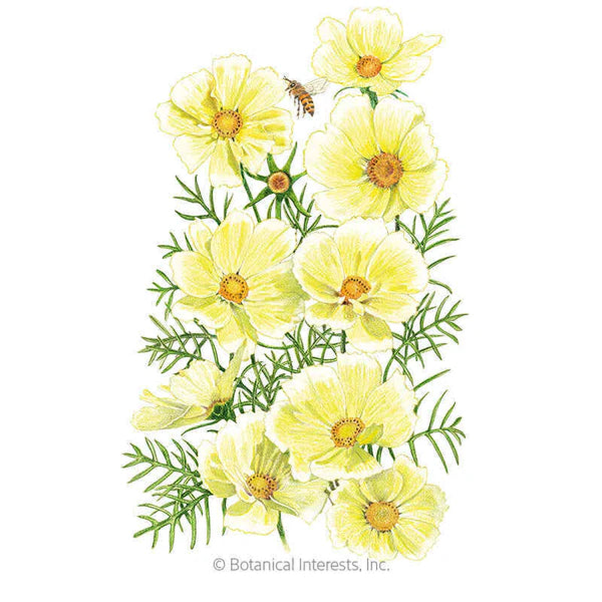Botanical Interests Xanthos Cosmos Seeds