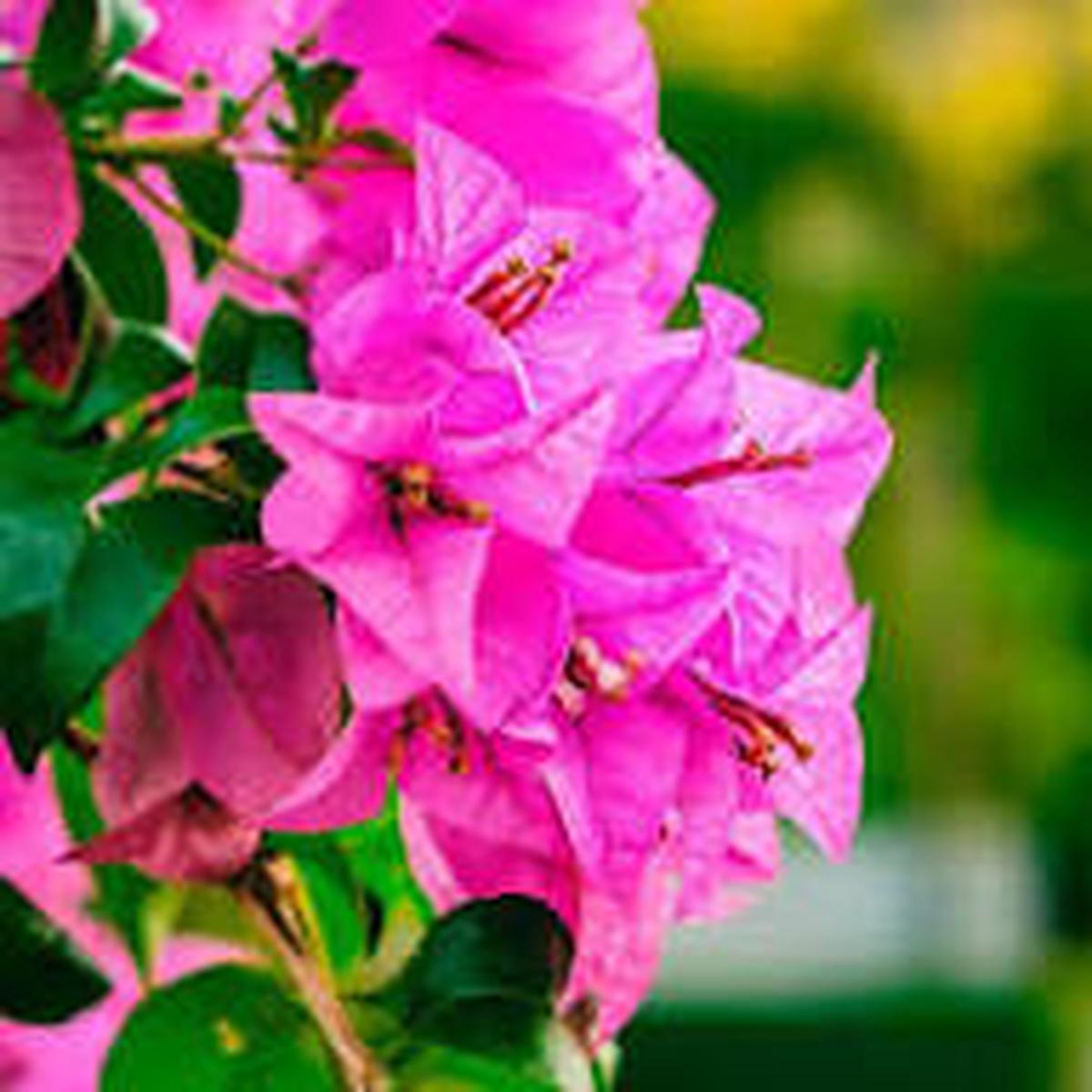 Bougainvillea Spectabilis Flower seeds for Planting - Pollinator Friendly, Heirloom & GMO Free Seeds for Home Garden