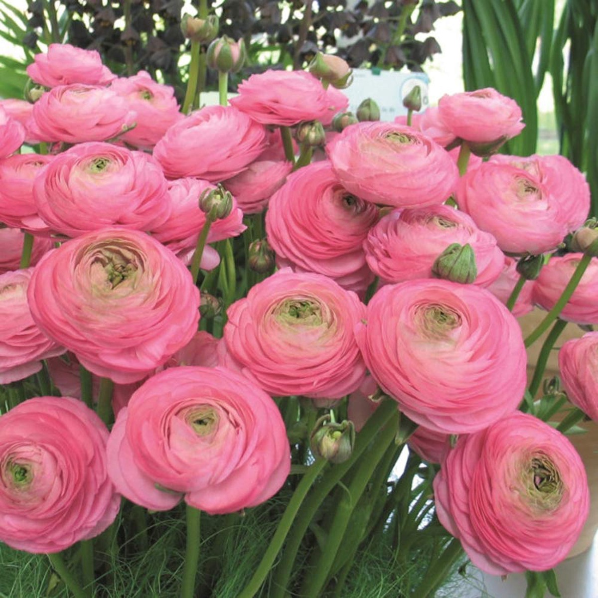 Buttercup Flower Flower Seeds for Home Garden Planting, Ornamental Organic Blooming Collection