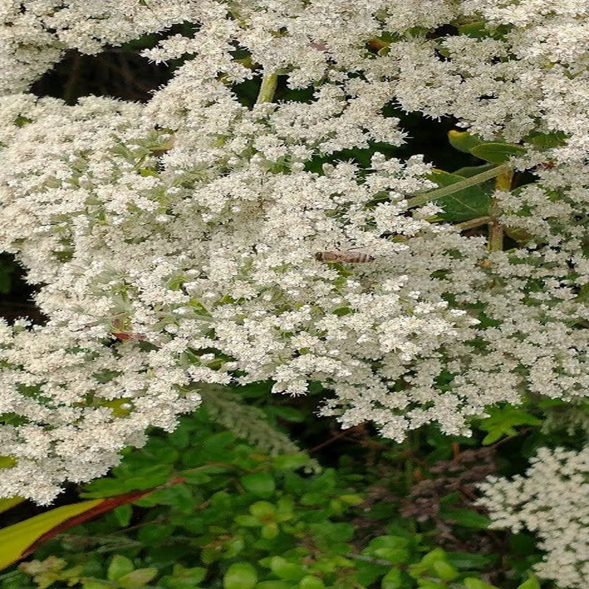 California Buckwheat seeds Eriogonum fasciculatum Mojave SHIPPING Seeds  Heirloom, Non-GMO, High Germination Organic Garden Seeds