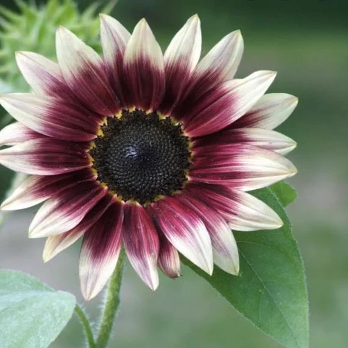 Cherry Rose SunFlower Seeds for Planting  Heirloom, Non-GMO, High Germination Organic Garden Seeds