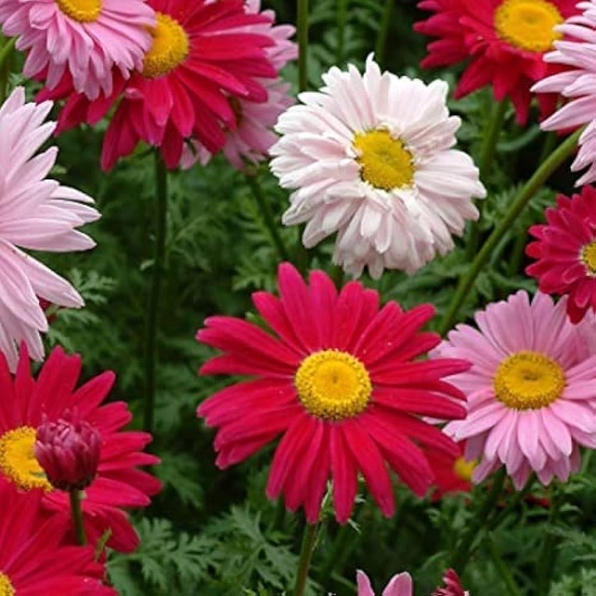 Chrysanthemum Bonsai Planting Chrysanthemum Indicum Flower Garden Flower Seeds Home