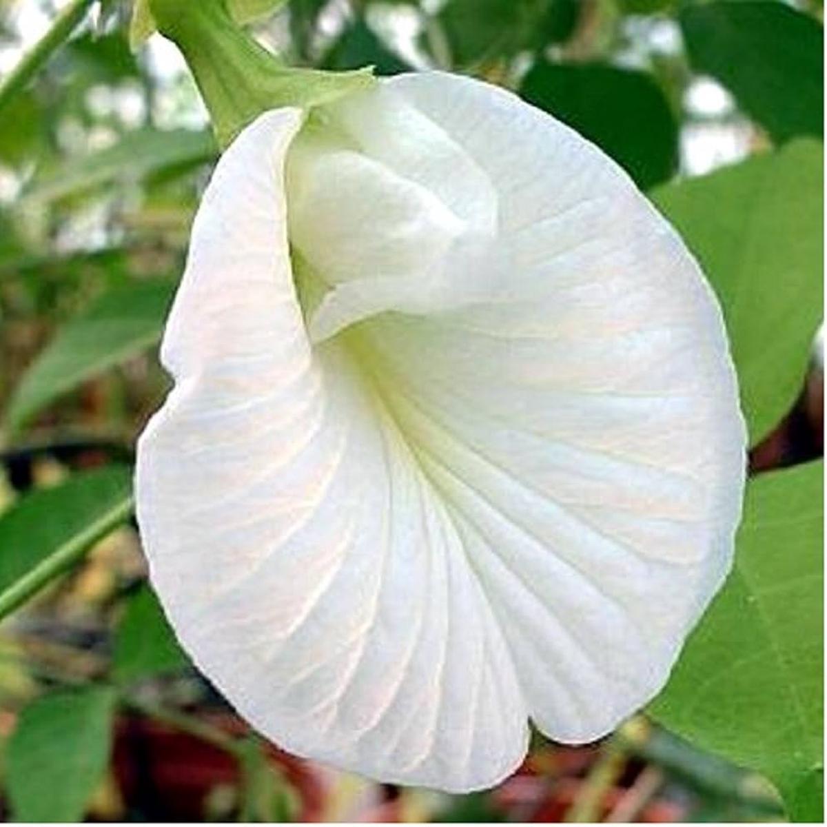 Clitoria Flower Seeds for Planting | Heirloom Non-GMO Organic Garden Seeds