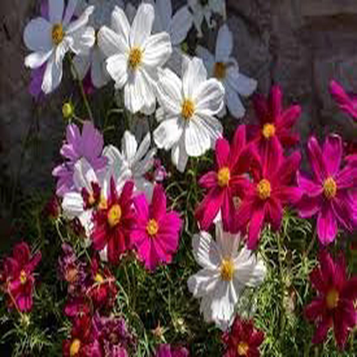 Cosmos Flower seeds for Planting Pollinator Friendly Heirloom & GMO Free Seeds for Home Garden