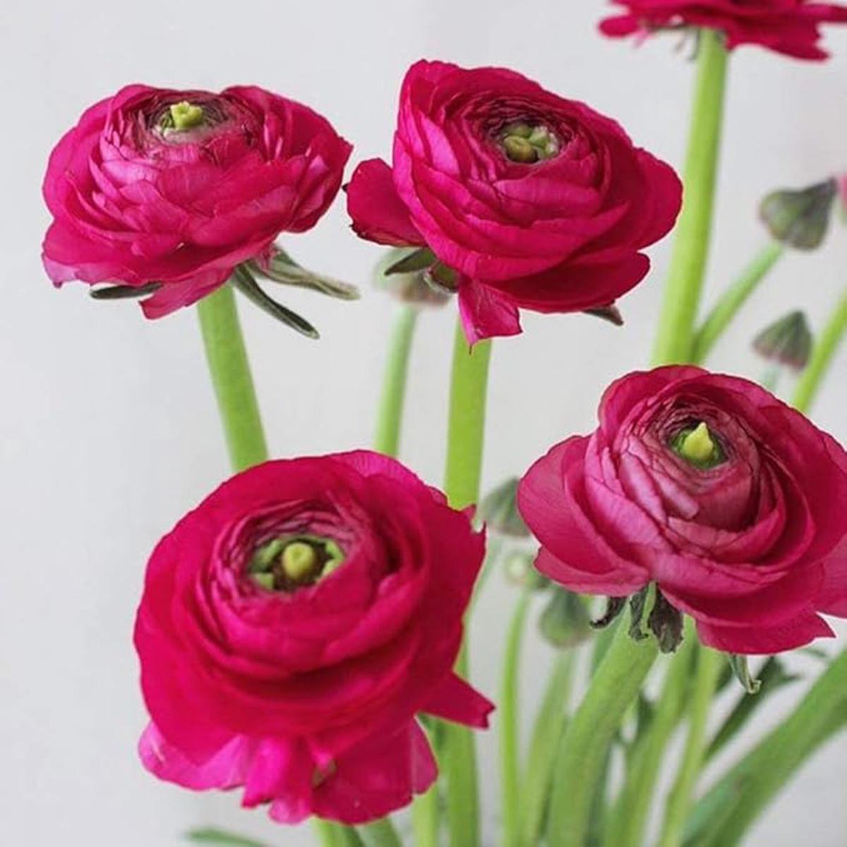Dark Pink Ranunculus Flower Seeds for Planting  Heirloom, Non-GMO, High Germination Organic Garden Seeds