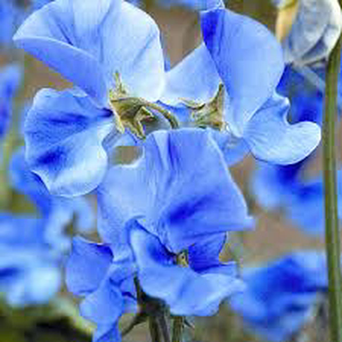 Deep Blue Sweet Pea Flower Seeds for Planting  Heirloom, Non-GMO, High Germination Organic Garden Seeds for Sun-Loving Blooms