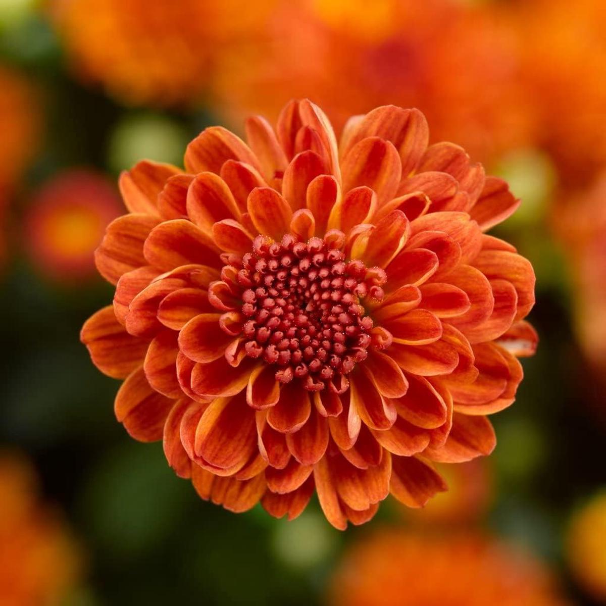 Deep Orange Chrysanthemum Flower seeds for Planting - Sun Loving, Heirloom & GMO Free Seeds for Home Garden