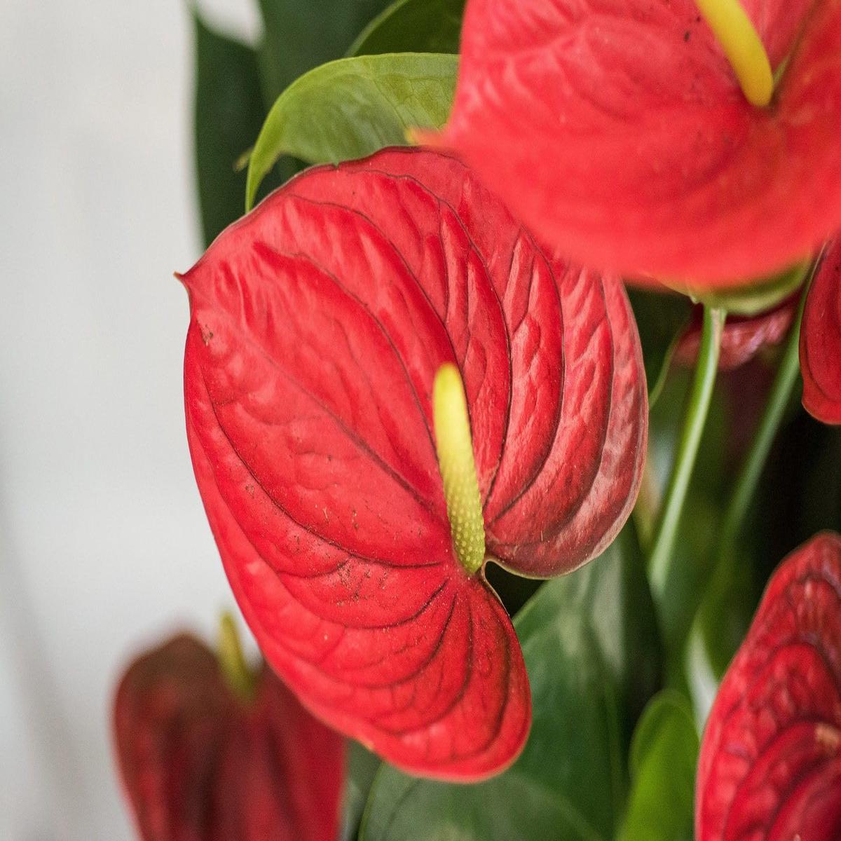 Deep Red Anthurium Flower Seeds for Planting | Heirloom Non-GMO High Germination Organic Garden Seeds