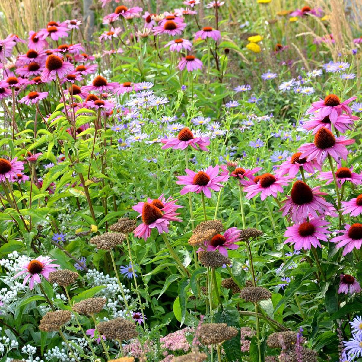 Easy Coneflower Seeds for Planting Heirloom, Non-GMO, Easy to Grow, Perennial