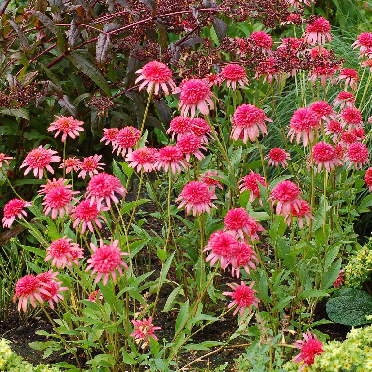 Echinacea Secret Passion Flower Seeds for Planting  Heirloom, Non-GMO, Easy to Grow, Pollinator-Friendly