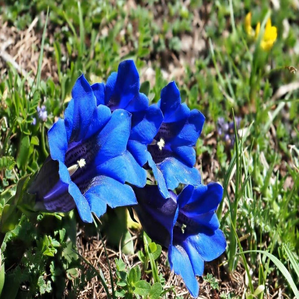 Enzian Gemischt Flower Seeds for Planting - 100 pcs
