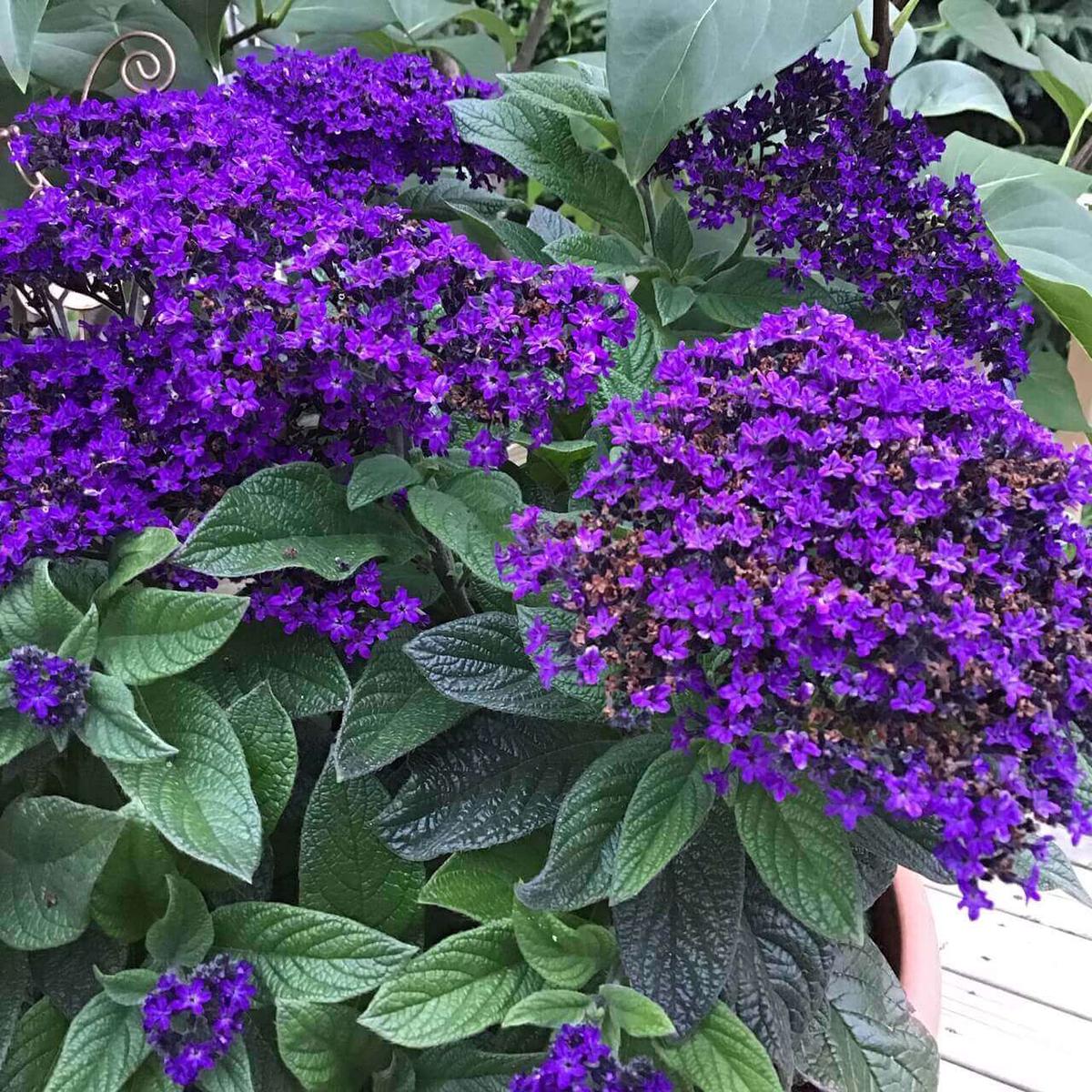 Fresh Heliotrope Flower Seeds for Planting Heirloom, Non-GMO, High Germination Organic Garden Seeds