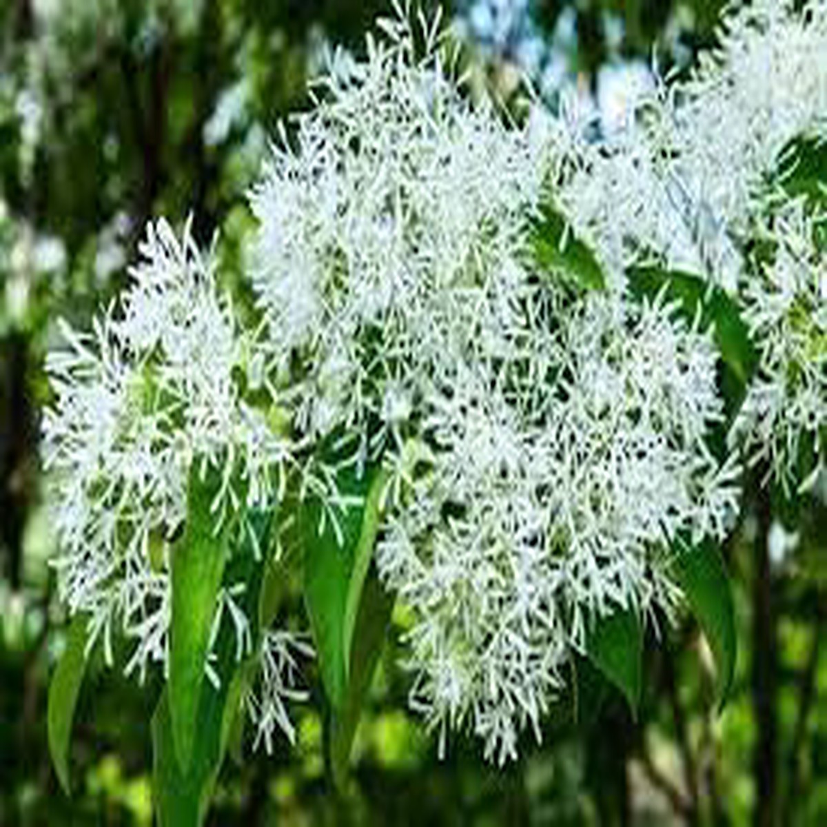 Fringe Flower seeds for Planting Long Bloom Season Heirloom & GMO Free Seeds for Home Garden