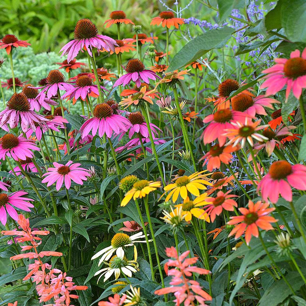Garden Fresh Echinacea (Coneflower) Seeds for Planting  Heirloom, Non-GMO, Perennial, Pollinator-Friendly
