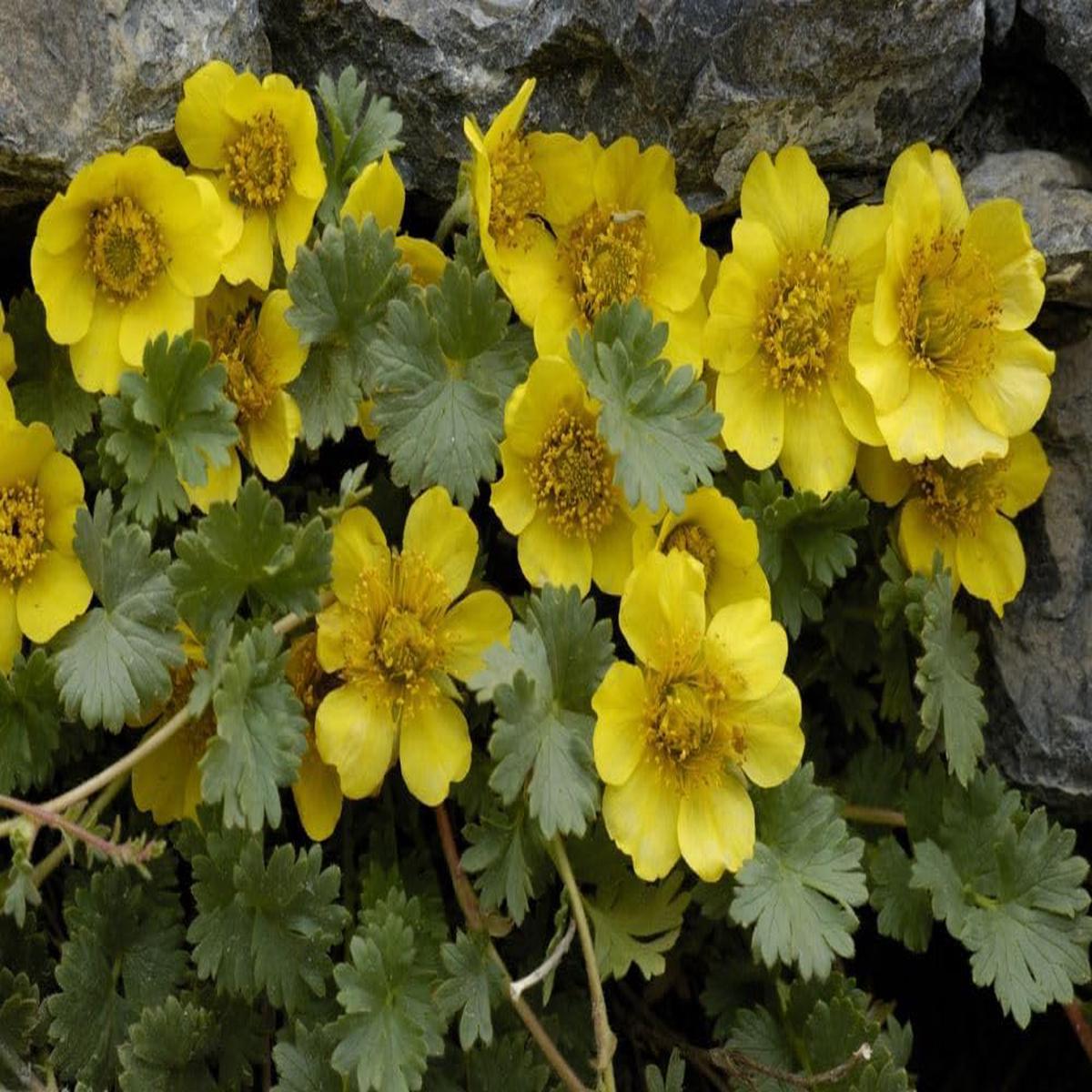 Geum Reptans Flower Seeds Heirloom Non-GMO Seeds for Rock Garden and Alpine Planting