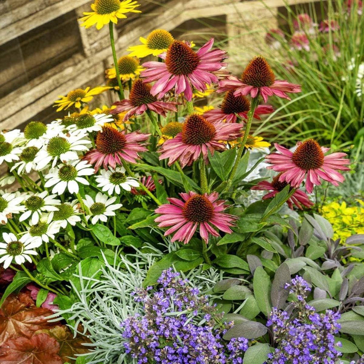 Gum Drop Coneflower Seeds Echinacea purpurea for Planting in Pollinator Garden and Flower Border