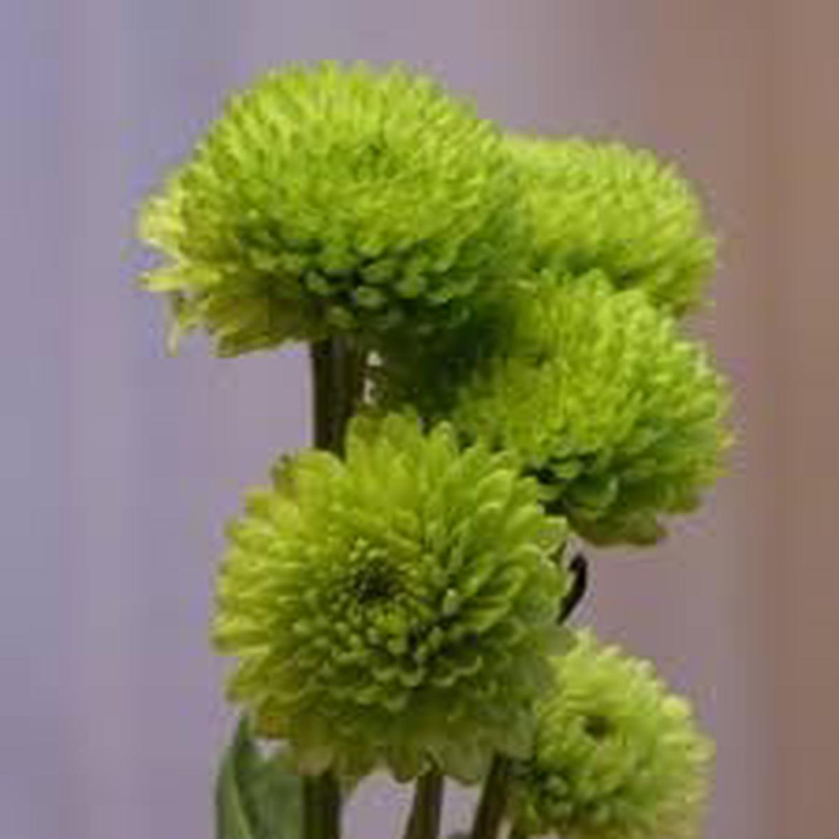 Heirloom Chrysanthemum Flower seeds for Planting Sun Loving Heirloom & GMO Free Seeds for Home Garden