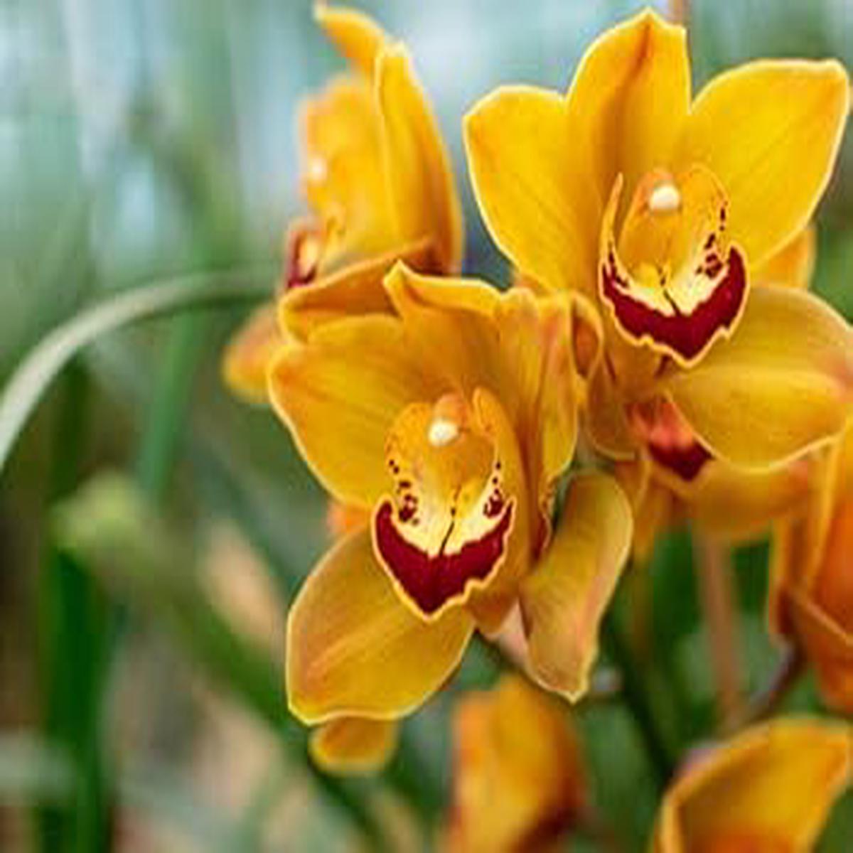 Heirloom Cymbidium Flower Seeds for Garden Planting, Non-GMO, Rare Orchid Variety