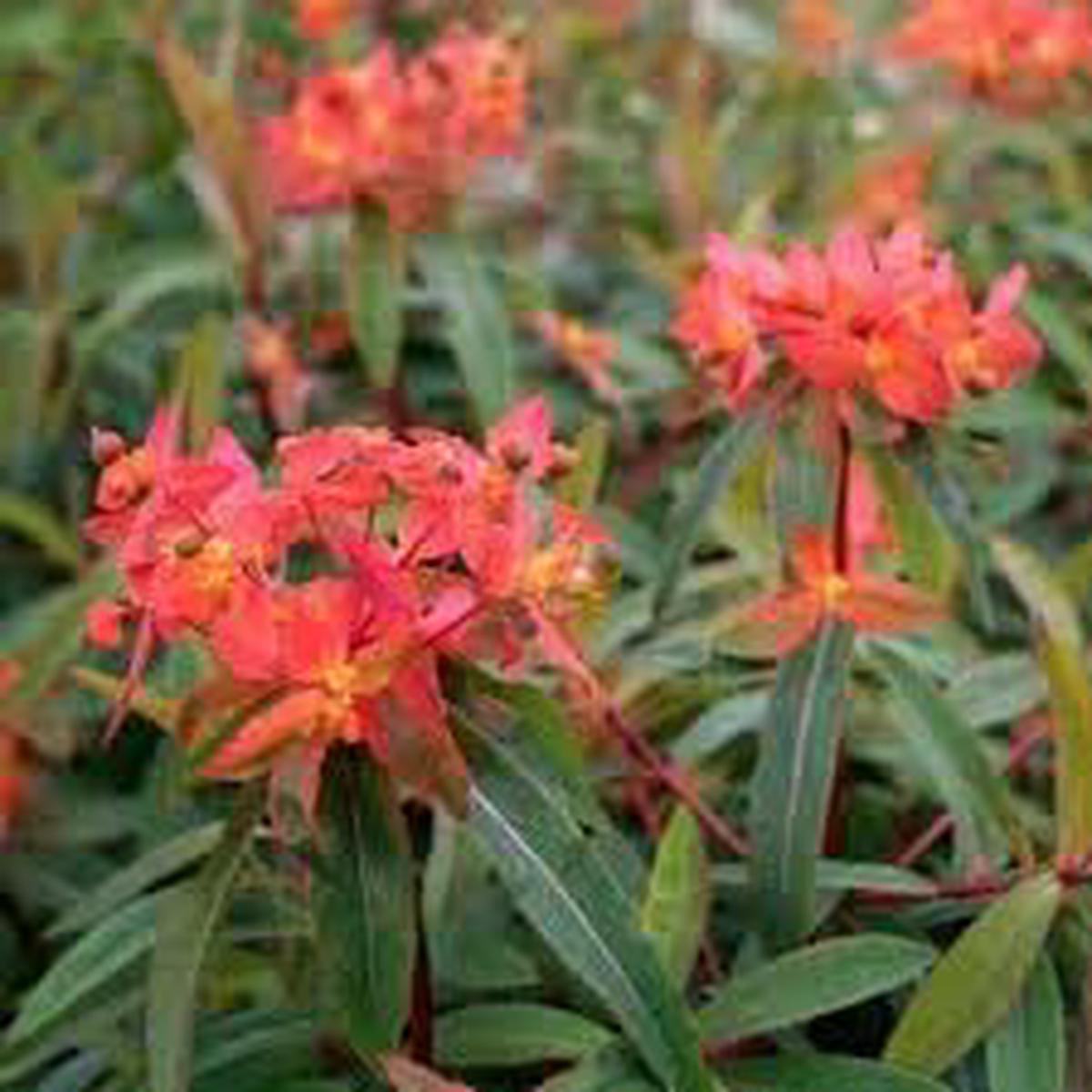 Heirloom Euphorbia Griffithii Flower Seeds Non-GMO Seeds for Planting | High Germination Organic Garden Seeds