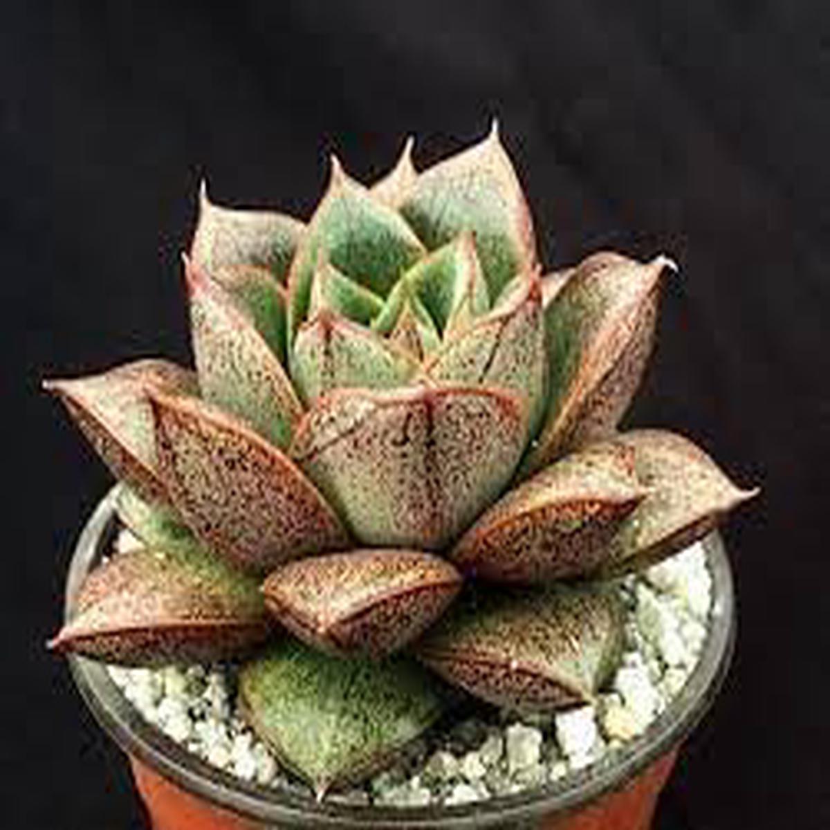 Heirloom Green Red Succulent Flower Seeds for Planting | Non-GMO Organic Garden Seeds | High Germination Unique Blooms